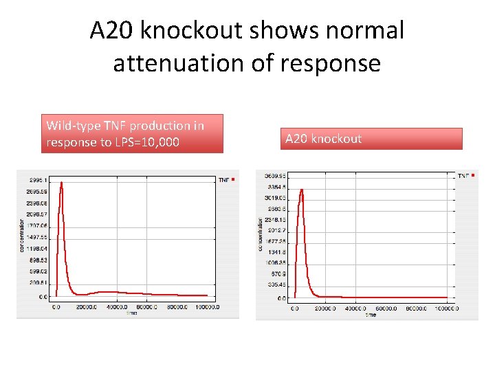 A 20 knockout shows normal attenuation of response Wild-type TNF production in response to