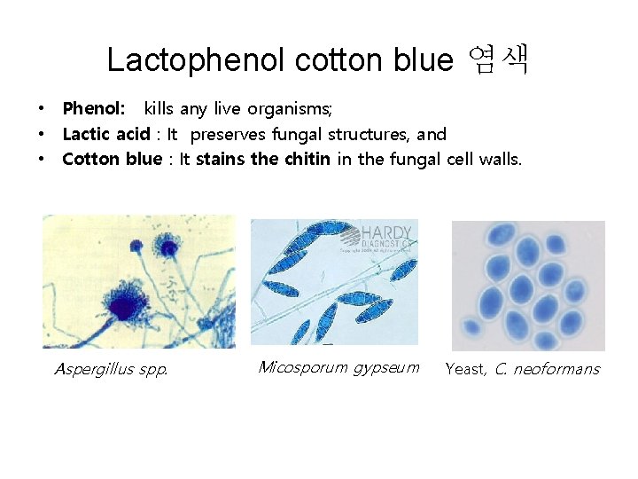 Lactophenol cotton blue 염색 • Phenol: kills any live organisms; • Lactic acid :