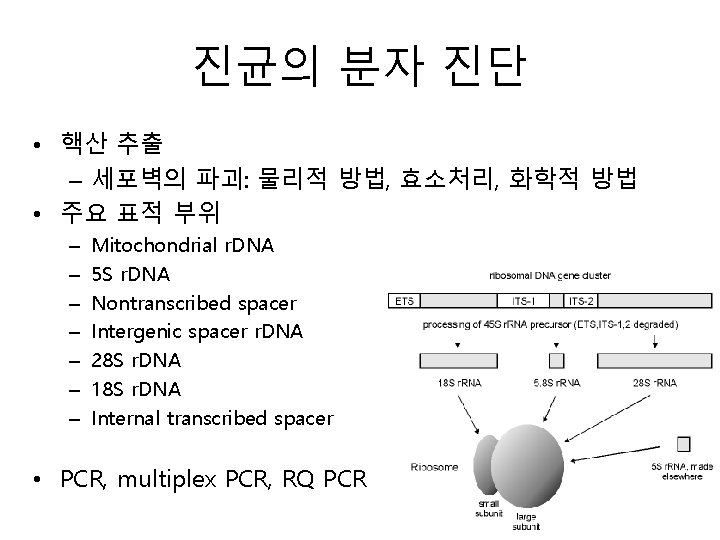 진균의 분자 진단 • 핵산 추출 – 세포벽의 파괴: 물리적 방법, 효소처리, 화학적 방법