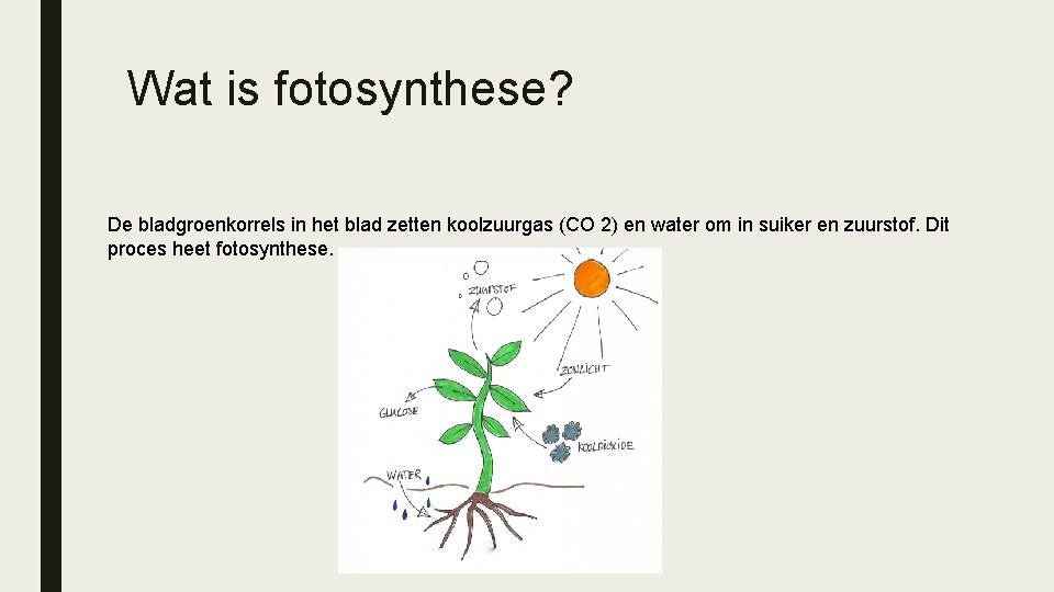 Wat is fotosynthese? De bladgroenkorrels in het blad zetten koolzuurgas (CO 2) en water