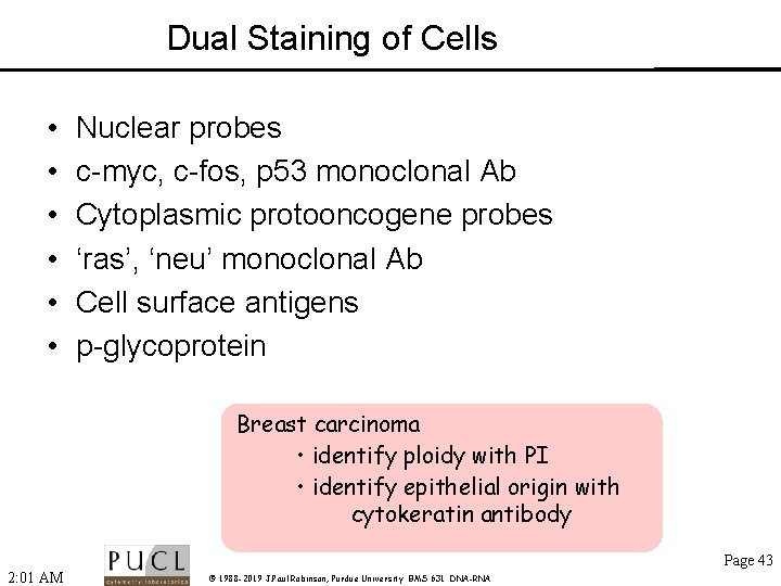 Dual Staining of Cells • • • Nuclear probes c-myc, c-fos, p 53 monoclonal