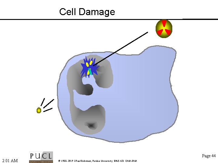 Cell Damage Page 44 2: 01 AM © 1988 -2019 J. Paul Robinson, Purdue