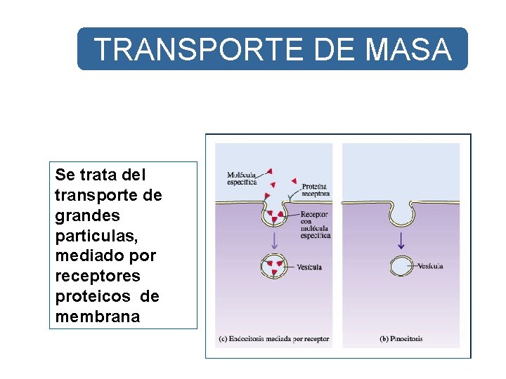 TRANSPORTE DE MASA Se trata del transporte de grandes particulas, mediado por receptores proteicos