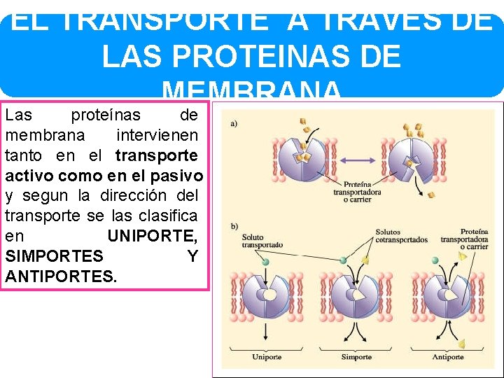 EL TRANSPORTE A TRAVES DE LAS PROTEINAS DE MEMBRANA Las proteínas de membrana intervienen