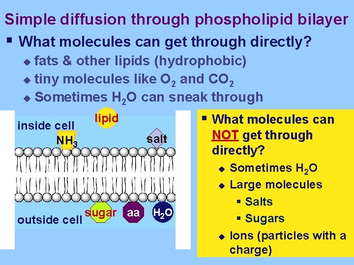 Simple diffusion through phospholipid bilayer § What molecules can get through directly? fats &