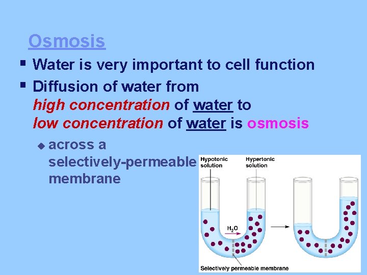 Osmosis § Water is very important to cell function § Diffusion of water from