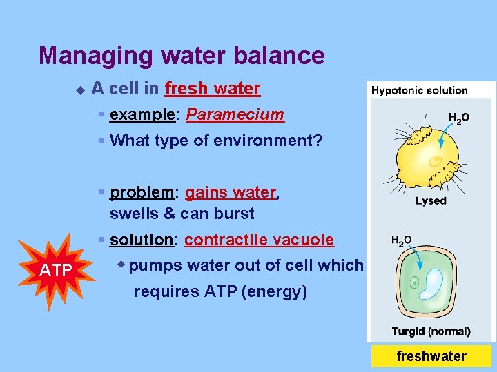 Managing water balance u A cell in fresh water § example: Paramecium § What