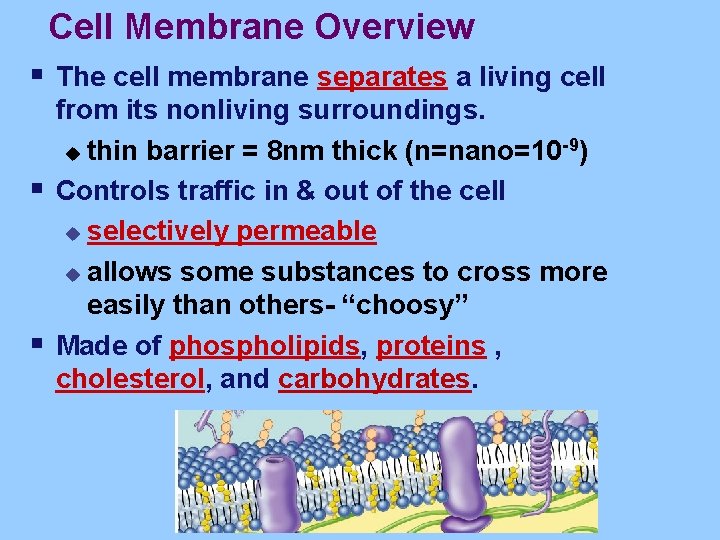 Cell Membrane Overview § The cell membrane separates a living cell § § from
