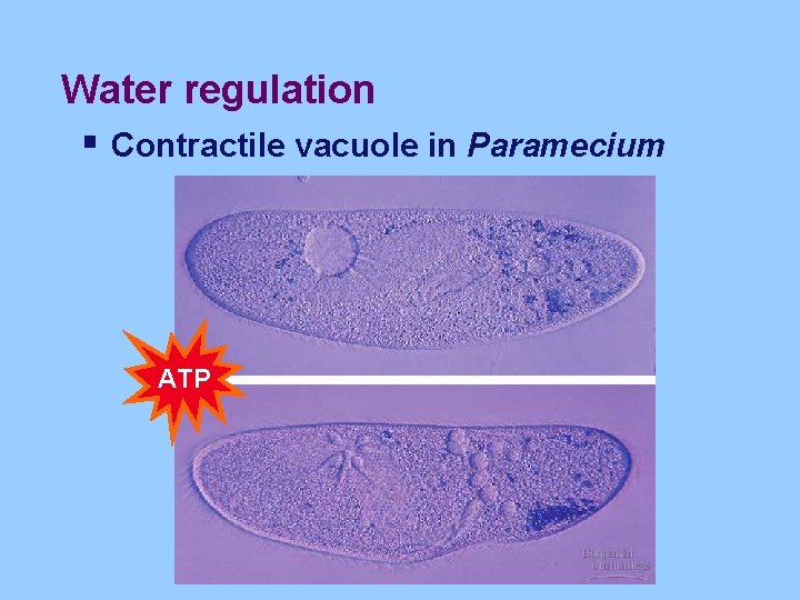 Water regulation § Contractile vacuole in Paramecium ATP 