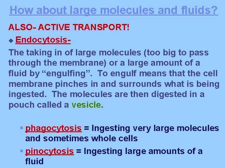 How about large molecules and fluids? ALSO- ACTIVE TRANSPORT! u Endocytosis. The taking in