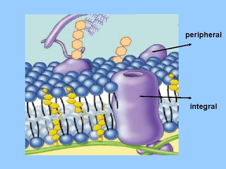 peripheral integral 