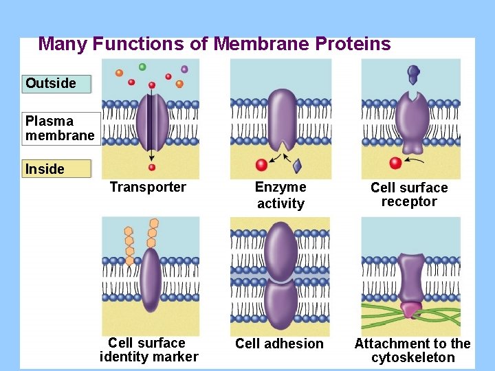 Many Functions of Membrane Proteins Outside Plasma membrane Inside Transporter Enzyme activity Cell surface