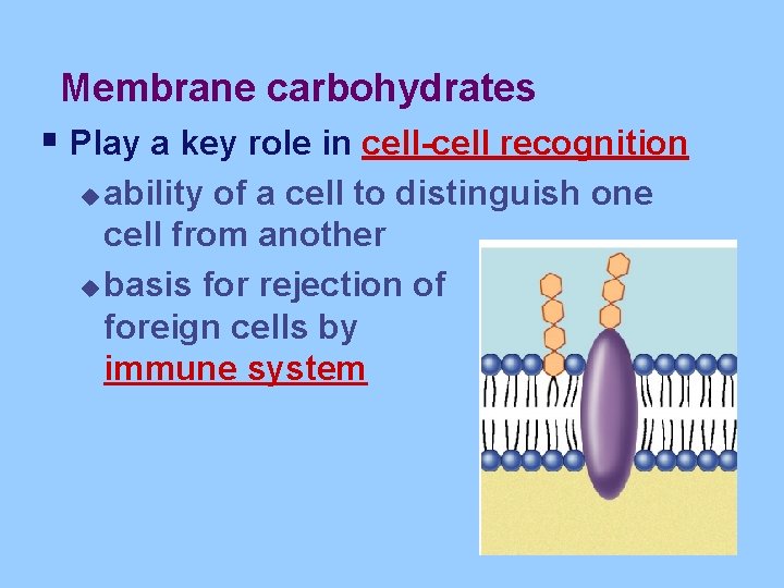 Membrane carbohydrates § Play a key role in cell-cell recognition ability of a cell