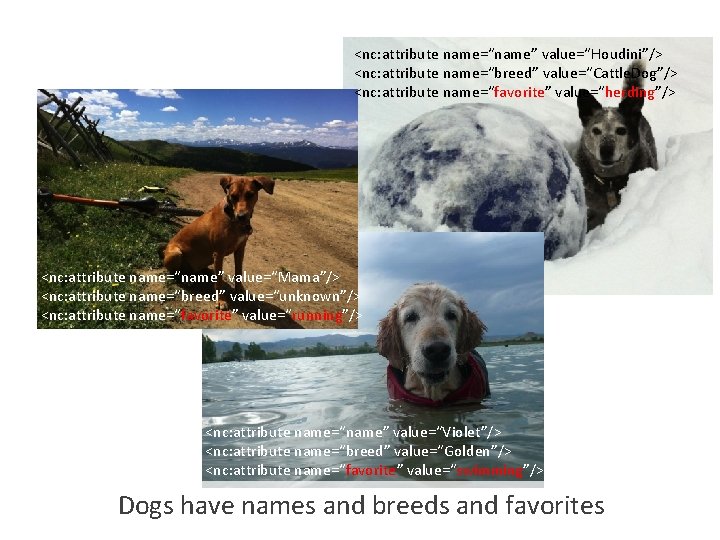 <nc: attribute name=“name” value=“Houdini”/> <nc: attribute name=“breed” value=“Cattle. Dog”/> <nc: attribute name=“favorite” value=“herding”/> <nc: