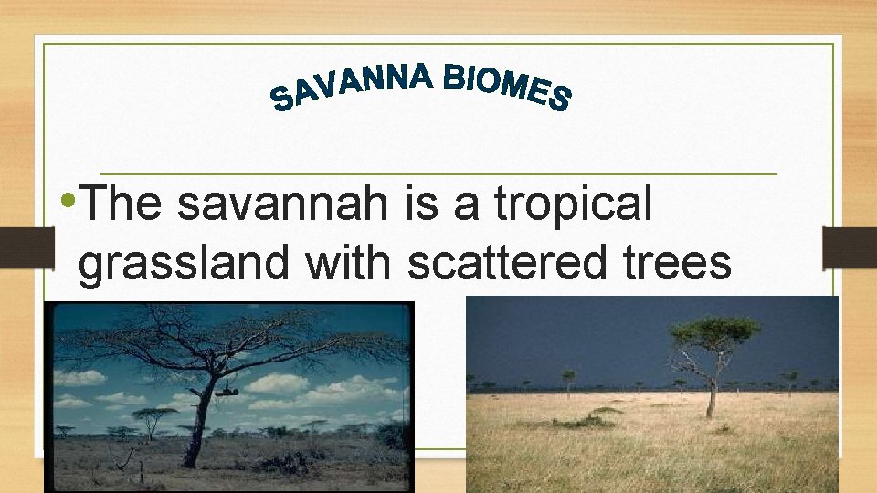  • The savannah is a tropical grassland with scattered trees and shrubs 4
