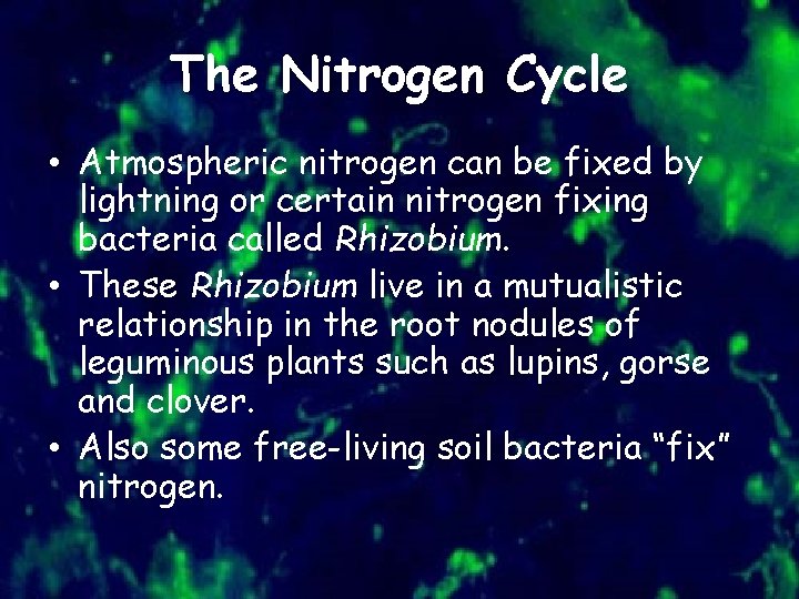 The Nitrogen Cycle • Atmospheric nitrogen can be fixed by lightning or certain nitrogen