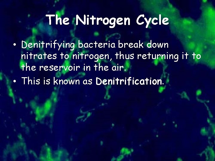 The Nitrogen Cycle • Denitrifying bacteria break down nitrates to nitrogen, thus returning it