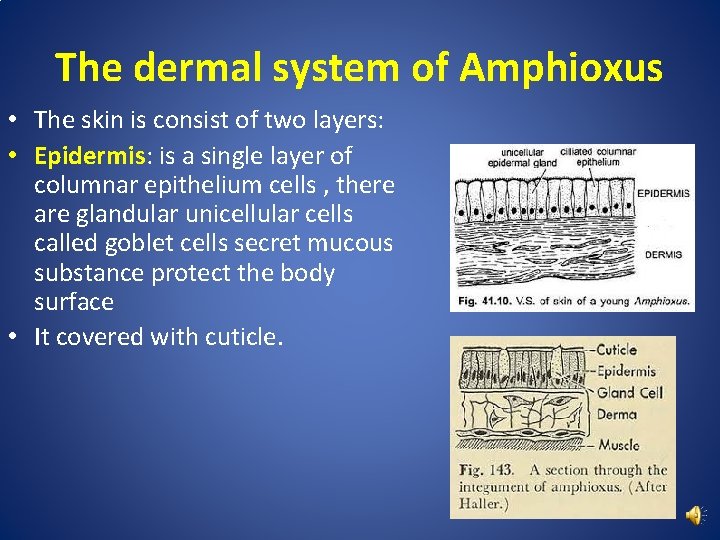 The dermal system of Amphioxus • The skin is consist of two layers: •