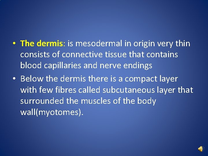  • The dermis: is mesodermal in origin very thin consists of connective tissue