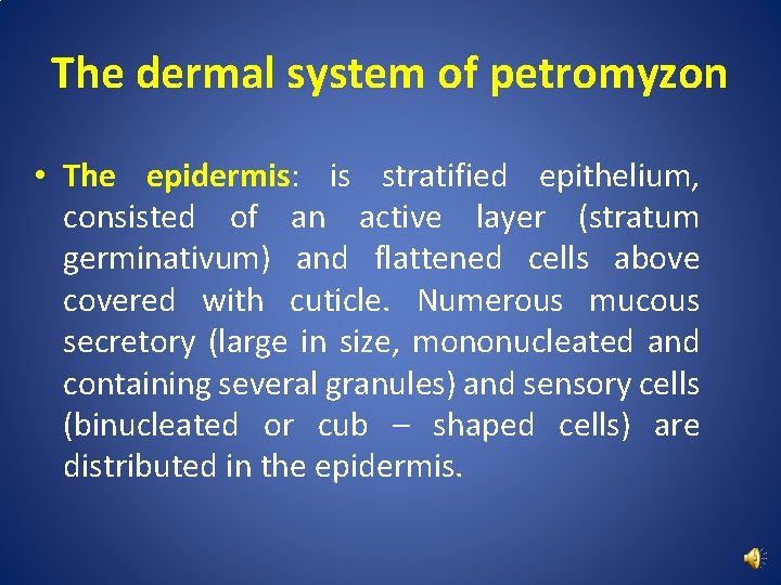 The dermal system of petromyzon • The epidermis: is stratified epithelium, consisted of an