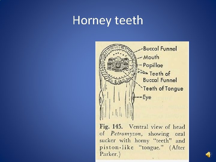 Horney teeth 