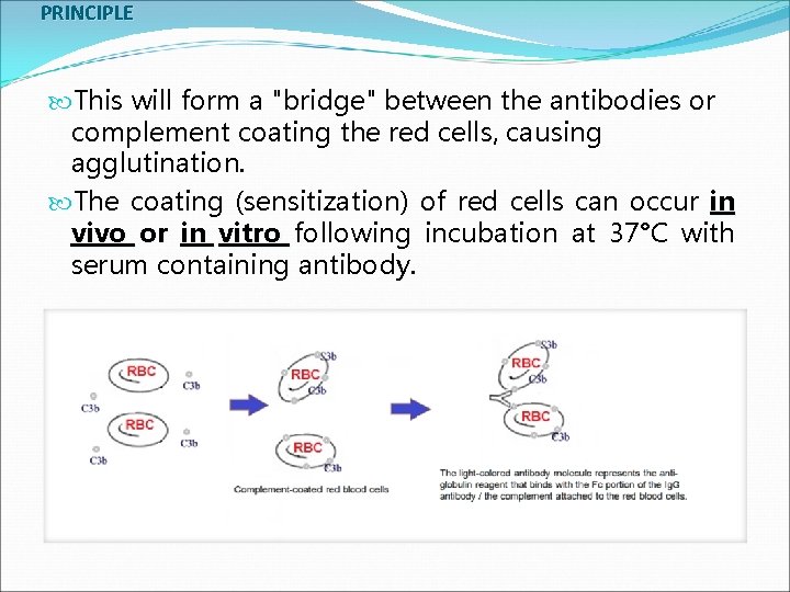 PRINCIPLE This will form a "bridge" between the antibodies or complement coating the red
