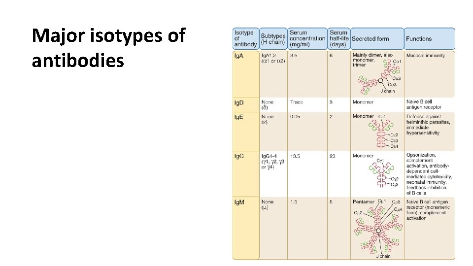 Major isotypes of antibodies 