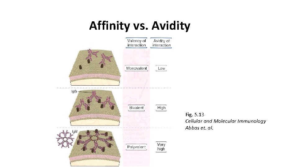 Affinity vs. Avidity Fig. 5. 13 Cellular and Molecular Immunology Abbas et. al. 
