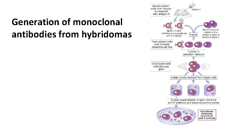 Generation of monoclonal antibodies from hybridomas 