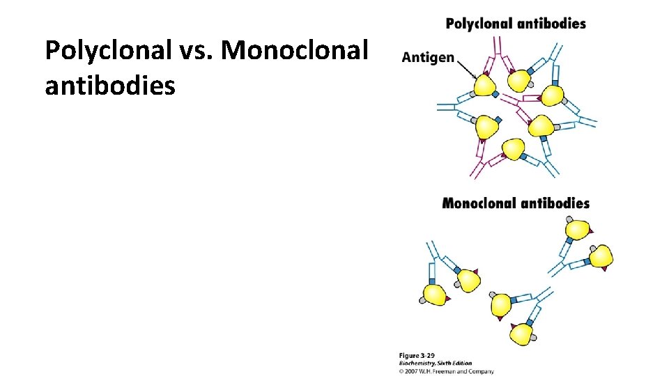 Polyclonal vs. Monoclonal antibodies 