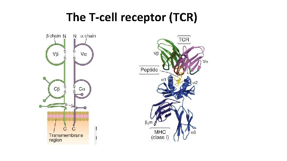 The T-cell receptor (TCR) 