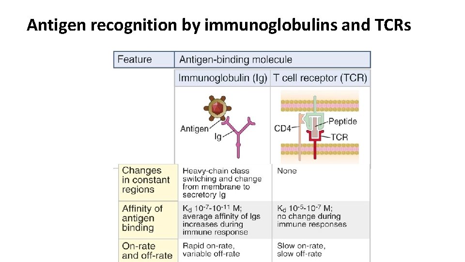 Antigen recognition by immunoglobulins and TCRs 