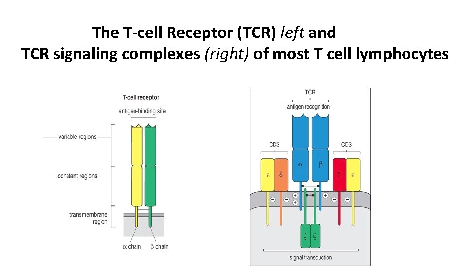 The T-cell Receptor (TCR) left and TCR signaling complexes (right) of most T cell