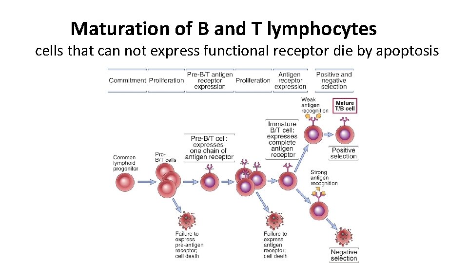 Maturation of B and T lymphocytes cells that can not express functional receptor die