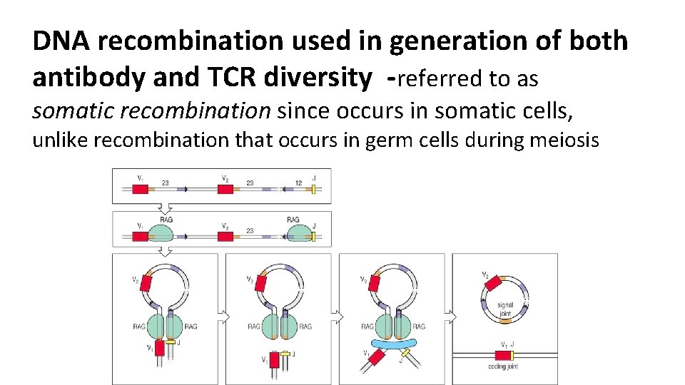 DNA recombination used in generation of both antibody and TCR diversity -referred to as