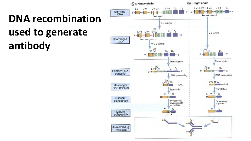 DNA recombination used to generate antibody 