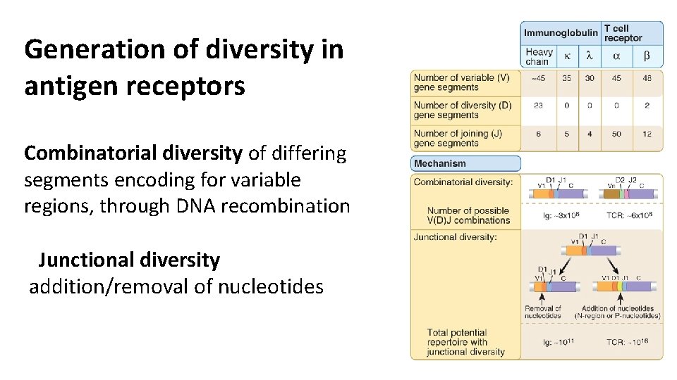 Generation of diversity in antigen receptors Combinatorial diversity of differing segments encoding for variable