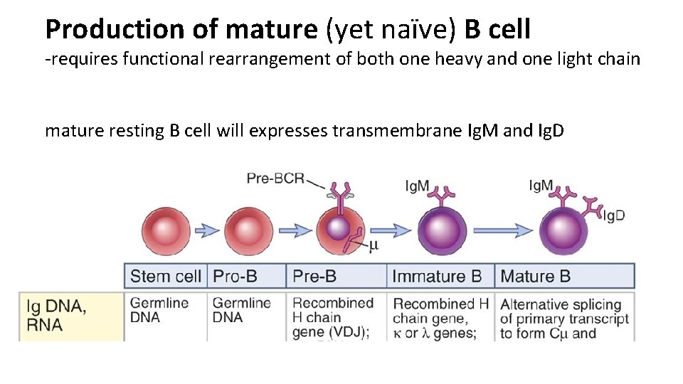 Production of mature (yet naïve) B cell -requires functional rearrangement of both one heavy