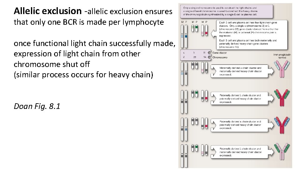 Allelic exclusion -allelic exclusion ensures that only one BCR is made per lymphocyte once