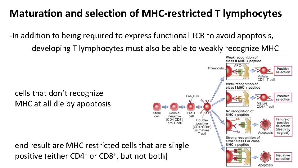 Maturation and selection of MHC-restricted T lymphocytes -In addition to being required to express