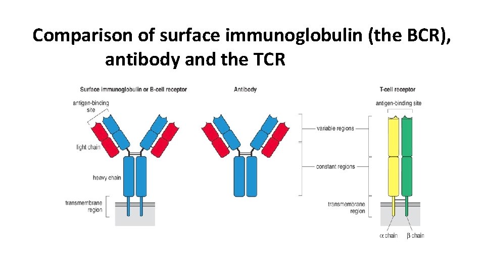 Comparison of surface immunoglobulin (the BCR), antibody and the TCR 