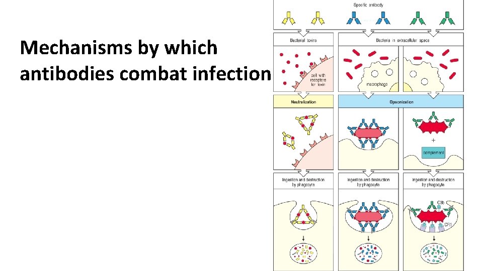 Mechanisms by which antibodies combat infection 