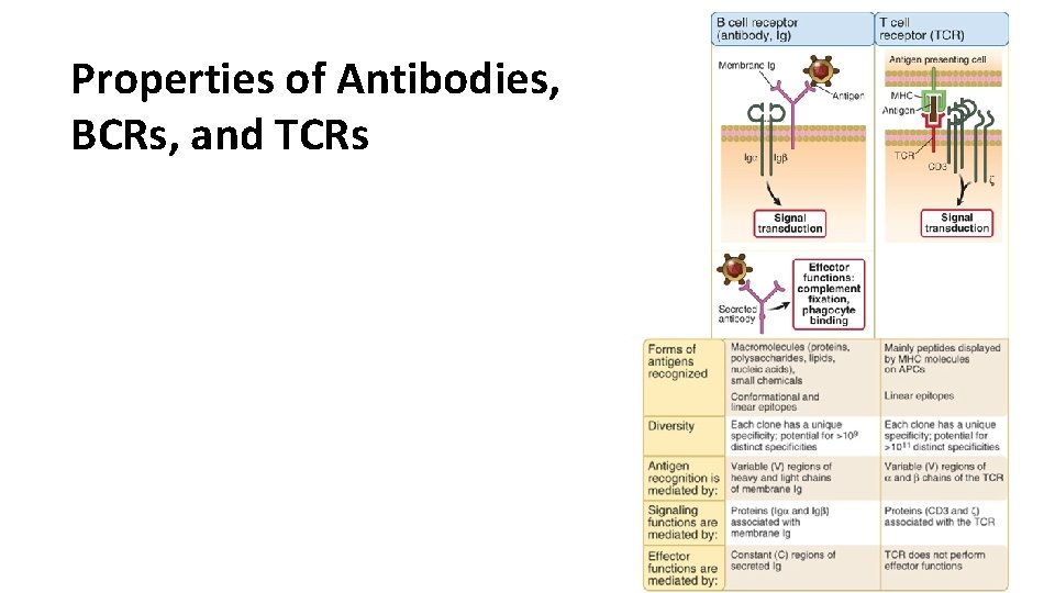 Properties of Antibodies, BCRs, and TCRs 