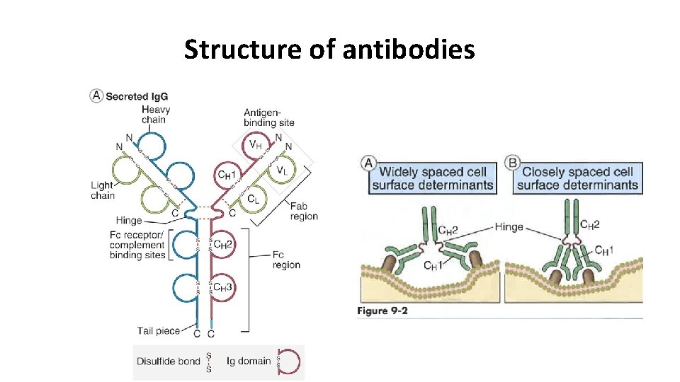 Structure of antibodies 