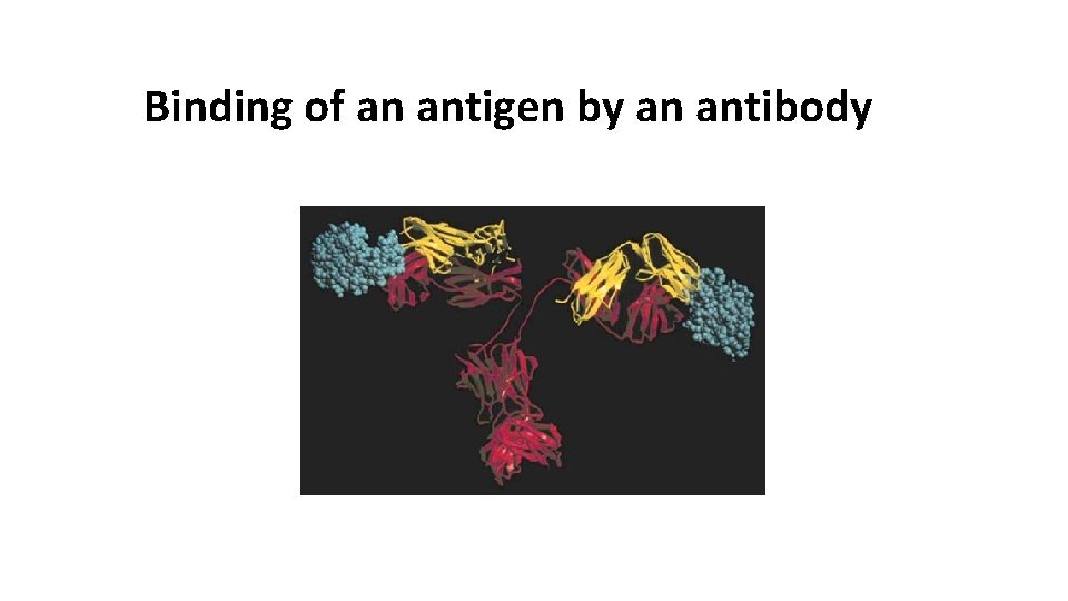 Binding of an antigen by an antibody 