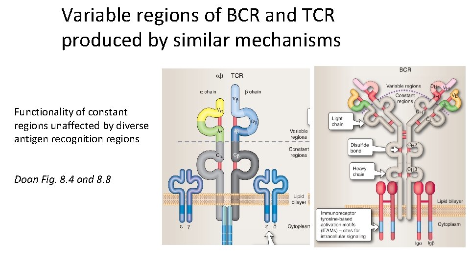 Variable regions of BCR and TCR produced by similar mechanisms Functionality of constant regions