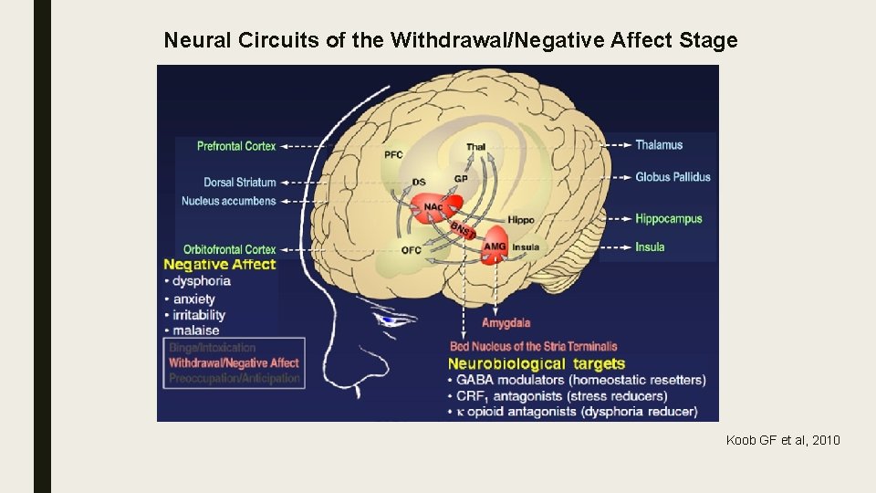 Neural Circuits of the Withdrawal/Negative Affect Stage Koob GF et al, 2010 