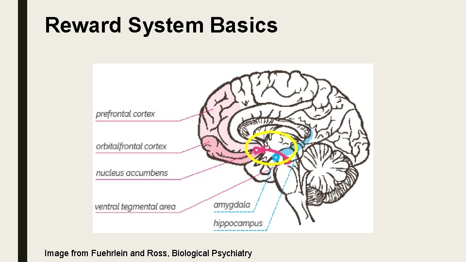 Reward System Basics Image from Fuehrlein and Ross, Biological Psychiatry 