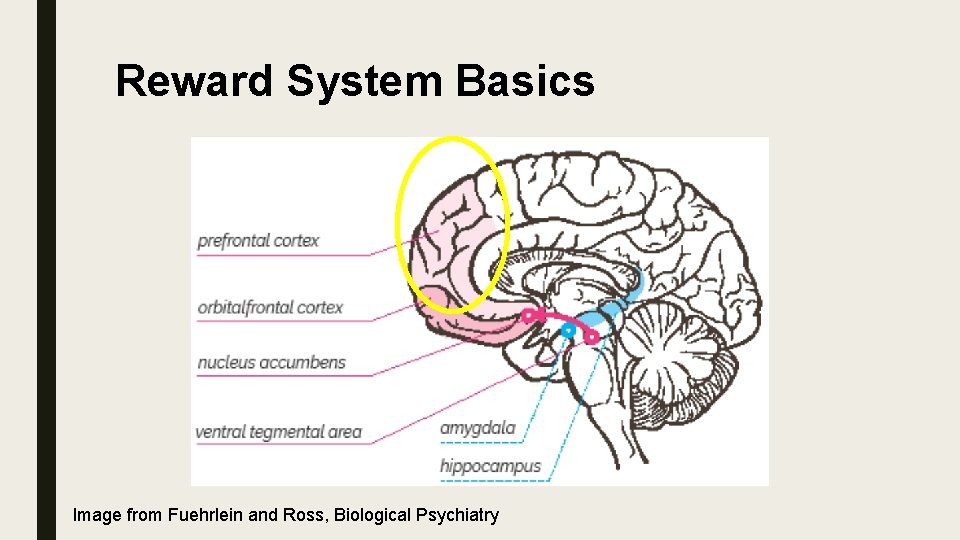 Reward System Basics Image from Fuehrlein and Ross, Biological Psychiatry 