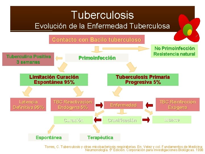 Tuberculosis Evolución de la Enfermedad Tuberculosa Contacto con Bacilo tuberculoso Tuberculina Positiva 3 semanas